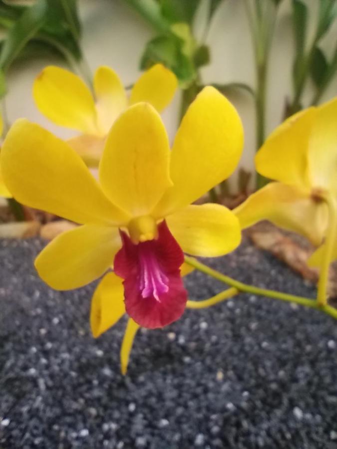 Villa Cattleya Ko Lanta Eksteriør bilde